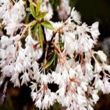 镇巴树花菜