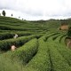 姚溪贡茶