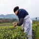 松桃翠芽