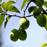 正安野木瓜