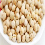 奎屯天山奇豆