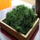 平利绞股蓝