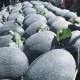 伽师瓜