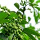 乐至佛星青花椒