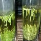 南江大叶茶