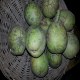 石棉指核桃