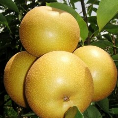 汉源金花梨