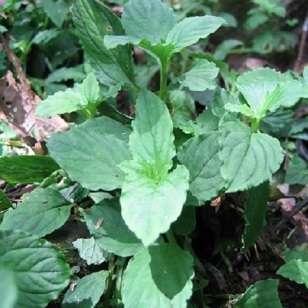 金秀大瑶山灵香草