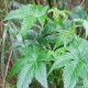 金秀大瑶山野生甜茶