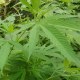 巴马火麻