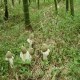 青川竹荪