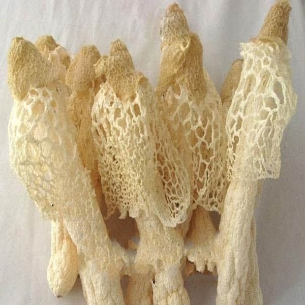 青川竹荪详细介绍:特点 历史 - 青川特产 - 特色谷