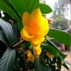 防城金花茶