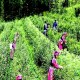 平武绿茶
