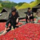 龙脊辣椒