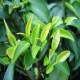 平乐石崖茶