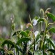 平乐石崖茶