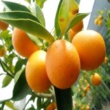 阳朔金桔