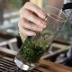 乐昌白毛尖茶
