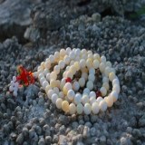 琼海潭门砗磲