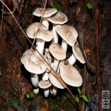 易门野生食用菌