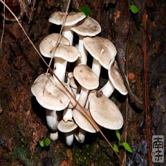 易门野生食用菌
