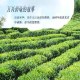 施甸茶叶