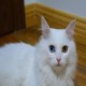 临清狮猫