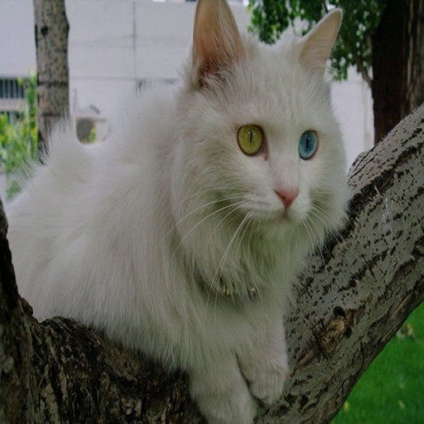 临清狮猫详细介绍:特点 历史 鉴别 - 临清特产 - 特色谷