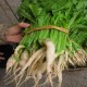 怀集六十日黄菜