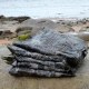 荣成海带
