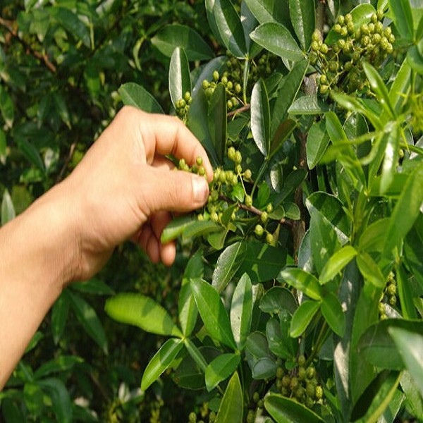 鲁甸青花椒