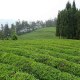 翠华茶