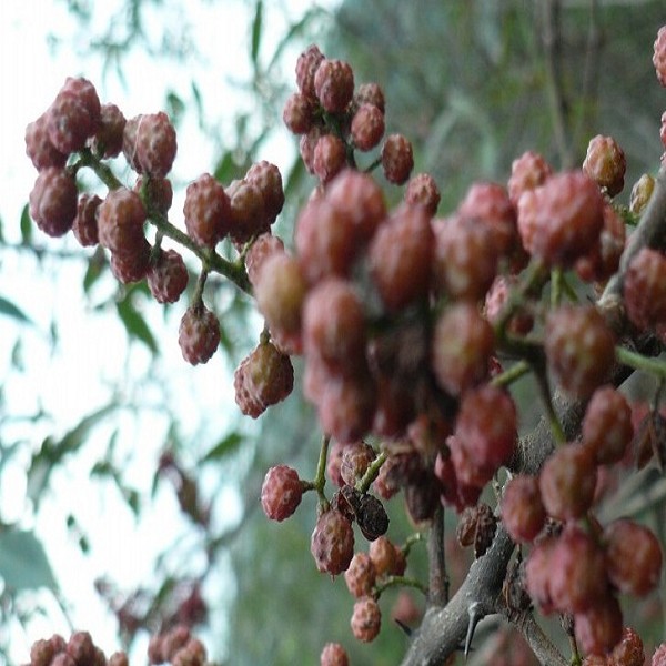 溪洛渡花椒