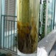绥江苦丁茶