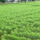 龙山百合
