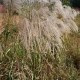 贵德芦花枕