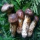 南华野生菌