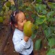 莱阳梨