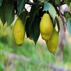 长把梨