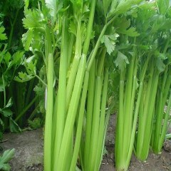 鲍家芹菜