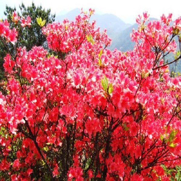 井冈山杜鹃