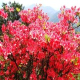 井冈山杜鹃