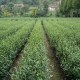 光山茶叶