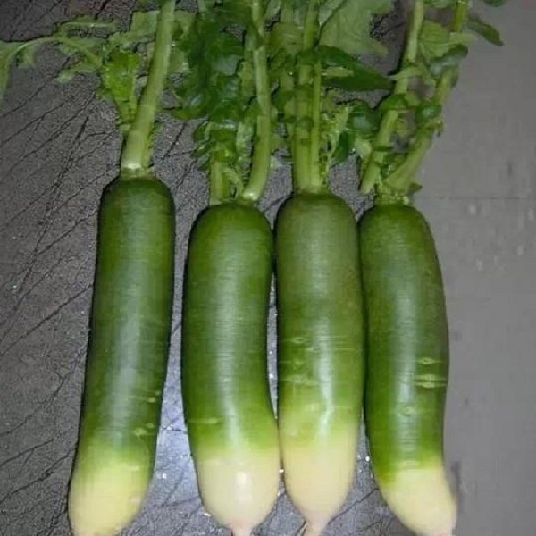 固始萝卜