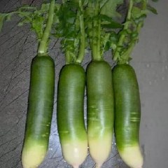 固始萝卜