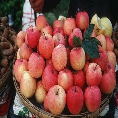 小凉山苹果