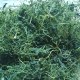 太湖山绞股蓝茶
