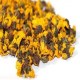 玉龙雪菊