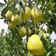 平和琯溪蜜柚